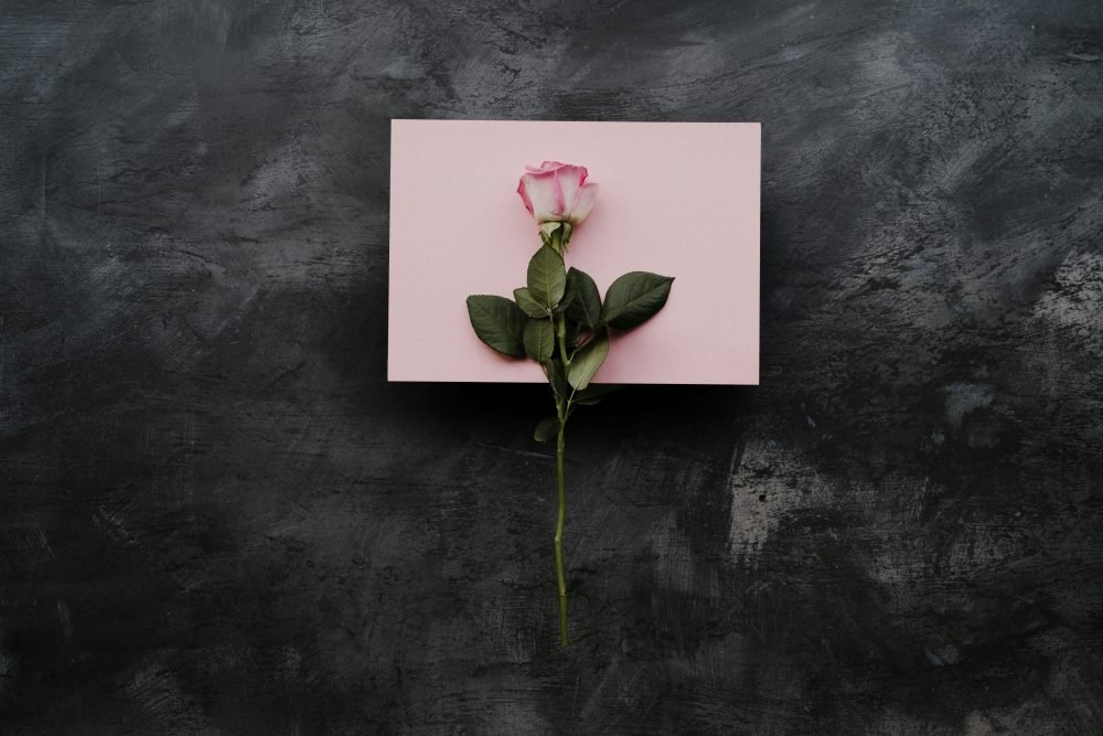 pink rose on pink box on grey table