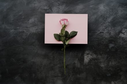 pink rose on pink box on grey table